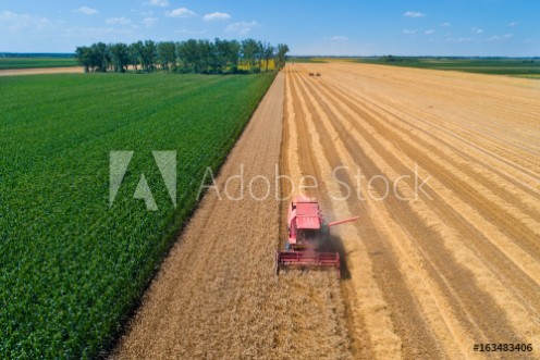 Picture of Combine harvester in wheat field